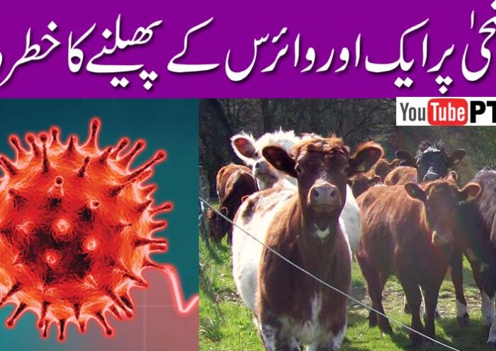 عید الااضحی پر مزید ایک اور وائرس کے پھیلنے کا خطرہ۔۔۔